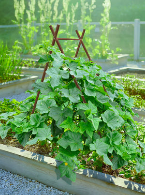 Modern A-Frame Trellis