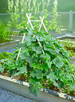 Modern A-Frame Trellis