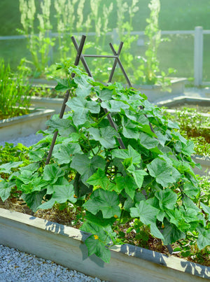 Modern A-Frame Trellis