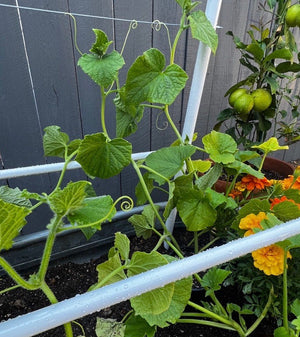 Modern A-Frame Trellis